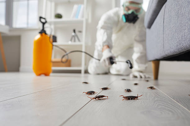 Commercial Rodent Management in Beach City